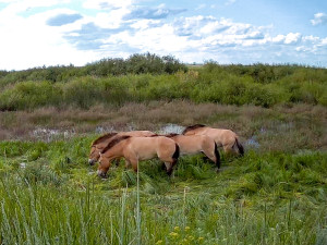 Koně Převalského si v Kazachstánu zvykají dobře. Další pražská zoo převeze za rok