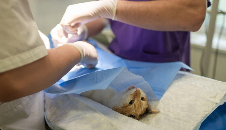 Mělo by město usilovat o zachování veterinární nonstop pohotovosti? Co si o tom myslí zastupitelé?