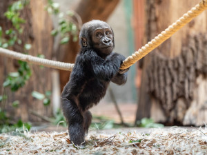 VIDEO: Provokování sestry a hraní si s tátou. Malá gorila Mobi se v pražské zoo učí chodit a objevuje okolí