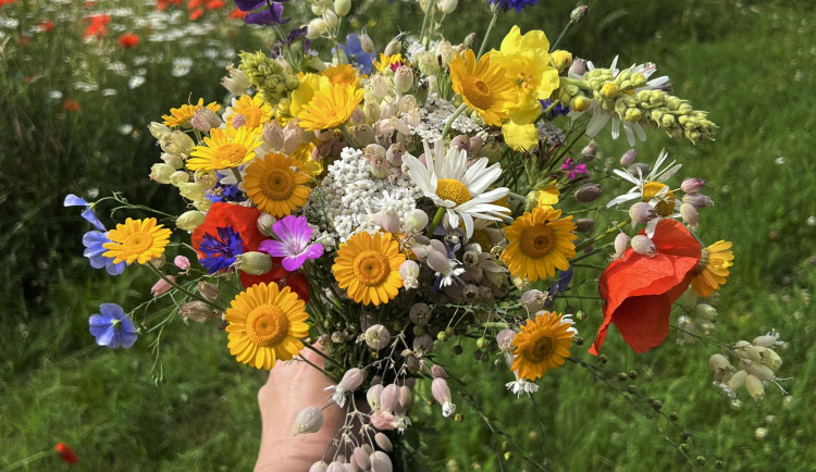 Květiny pro paní učitelku ze hřbitova. Přírodní pohřebiště v Ďáblicích nabízí lidem sbírání zdarma