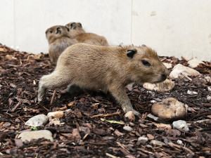 Zoo Praha přivítala čtyři mláďata kapybary, jedno asi nepřežije
