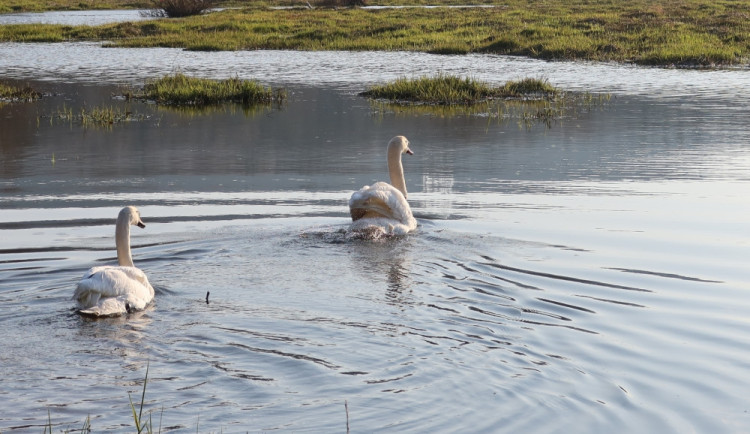 Legendární labuťák zvaný Trenér, kterého proslavily drsné útoky na kajakáře, letos mláďata nevyvede