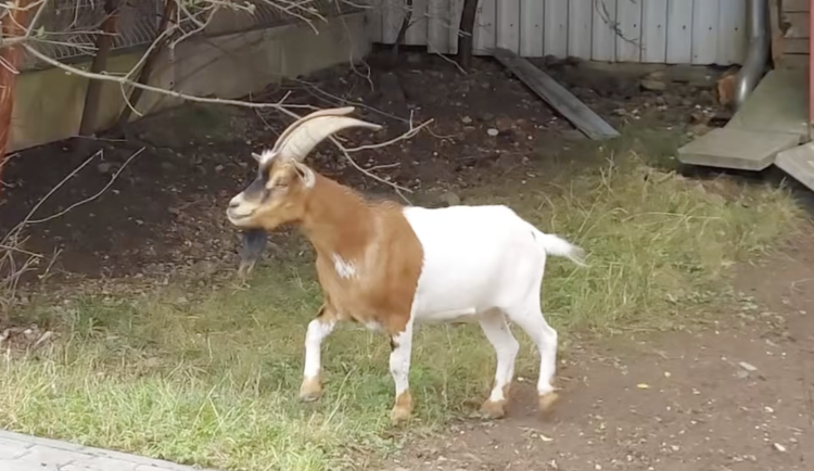 Kozel nechtěl pustit lidi do práce. Po odchytu skončil v útulku