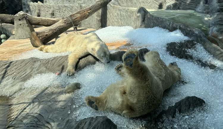 FOTO, VIDEO: Když je lední medvěd šťastný. Pražská zoo zchladila zvířata deseti tunami ledu