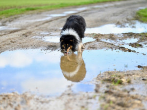 Jak chránit zvířata před přehřátím? Stříháním srsti jim můžeme ublížit