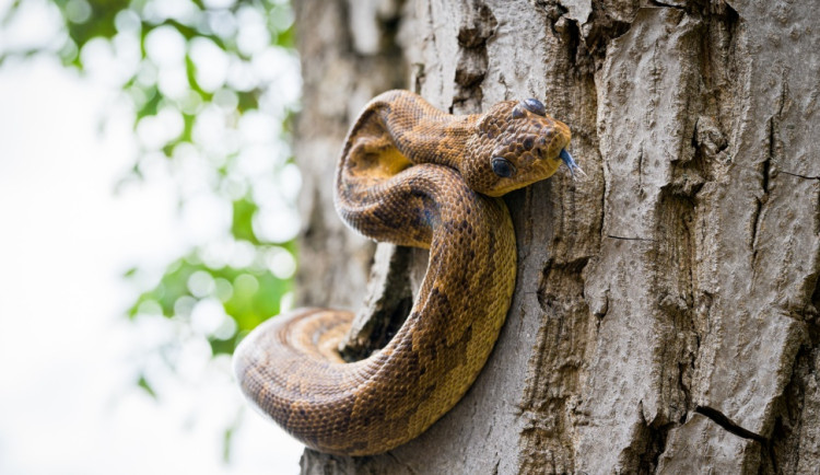 Pražská zoo oslaví Světový den hadů. Návštěvníky čeká speciální program