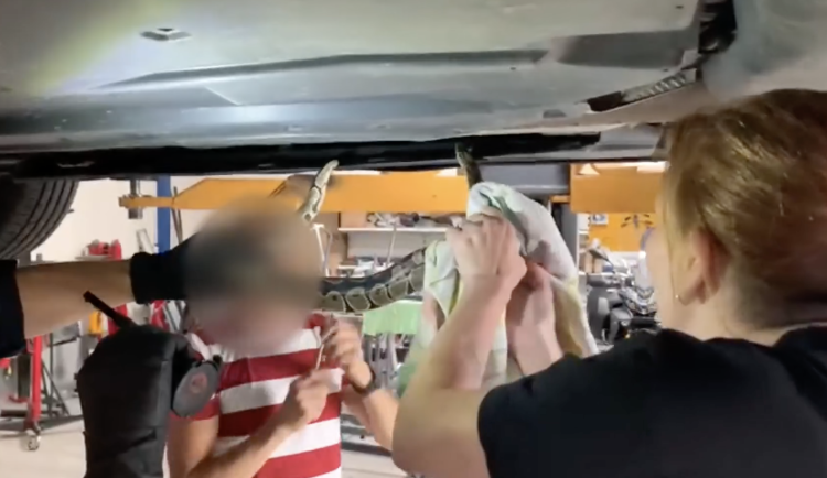 VIDEO: Řidiči do auta zalezla krajta. Z vozu ji vytáhli až druhý den v servisu