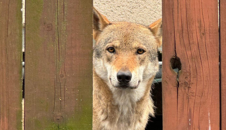 VIDEO: Na dvorku v Praze nelegálně chovali vlky v příšerných podmínkách. Majiteli je odebrali za dohledu policie