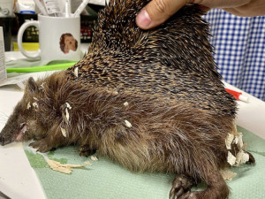 Dehydrovaní ježci, rorýsi vyskakující z hnízd. Pražská záchranná stanice přijímá kvůli horku víc zvířat