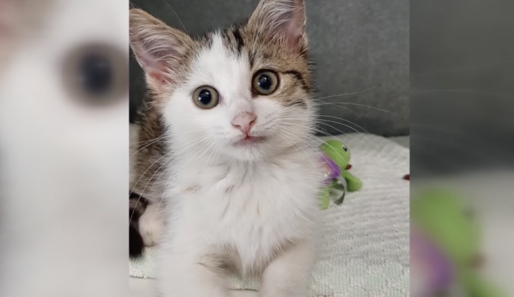 Kotě projde karanténou a pak mu budou hledat nový domov.