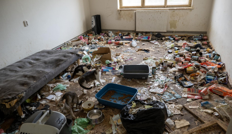 Zápach, výkaly, odpadky. Ve zdevastovaném bytě živořily čtyři desítky koček