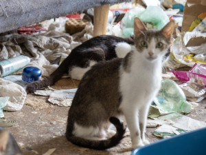 Zápach, výkaly, odpadky. Ve zdevastovaném bytě živořily čtyři desítky koček
