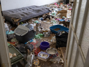 Zápach, výkaly, odpadky. Ve zdevastovaném bytě živořily čtyři desítky koček