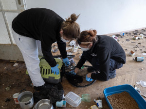 Zápach, výkaly, odpadky. Ve zdevastovaném bytě živořily čtyři desítky koček