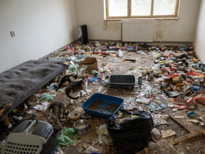 Zápach, výkaly, odpadky. Ve zdevastovaném bytě živořily čtyři desítky koček