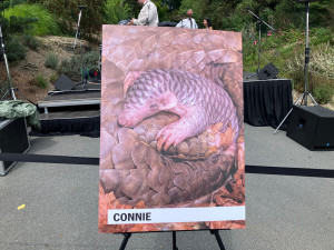 Malá luskounka dostala jméno Connie