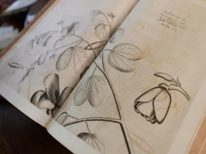 Historické herbáře a atlasy představí výstava ilustrací v Klementinu