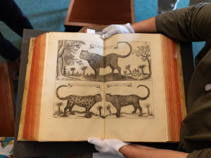 Historické herbáře a atlasy představí výstava ilustrací v Klementinu