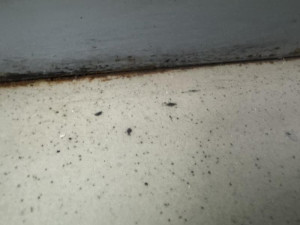 Plíseň, špína, myší bobky. Asijskou restauraci v Sapě inspektoři na místě zavřeli