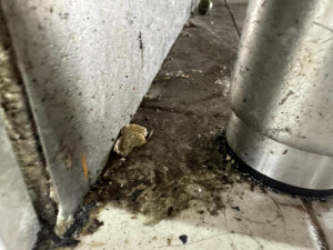 Plíseň, špína, myší bobky. Asijskou restauraci v Sapě inspektoři na místě zavřeli