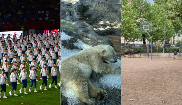 ČERVENEC 2024: Sokolové v Edenu, medvědi na ledu a basketbalové hřiště, na kterém se nedá hrát