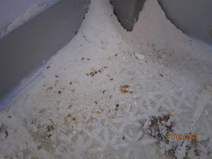 Pekárně v centru Prahy hygienici okamžitě zavřeli kuchyň. Při kontrole tam našli mravence, plíseň i odpadky