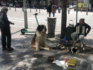 Žebrání se zvířaty Praha zřejmě úplně zakázat nemůže, jedná se o základní lidské právo