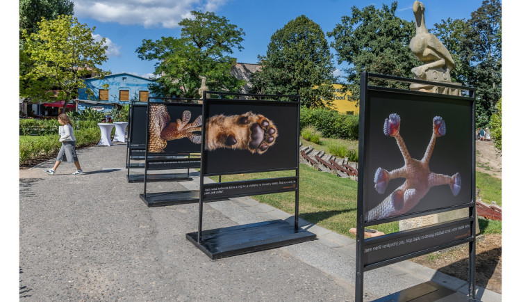 Hradecký fotograf zachytil detaily afrických zvířat, k vidění jsou v Safari Parku