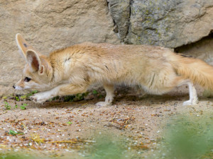 Z pražské zoo utekla samička fenka, přeskočila sklo ve výběhu