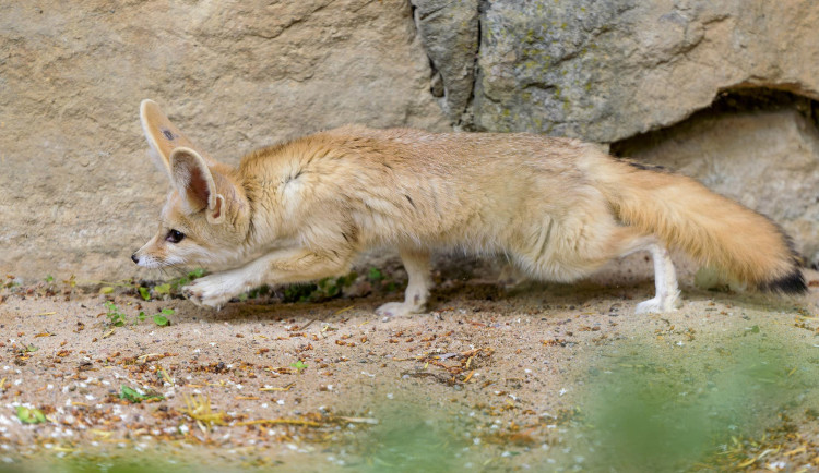 Z pražské zoo utekla samička fenka, přeskočila sklo ve výběhu