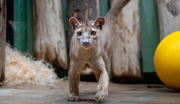 Přibyli noví obyvatelé pražské zoo. Fosy se zabydlují v pavilonu šelem