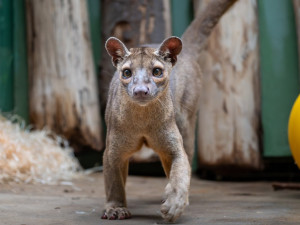 Přibyli noví obyvatelé pražské zoo. Fosy se zabydlují v pavilonu šelem