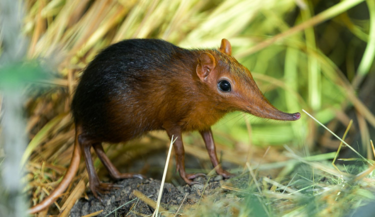 Bércoun Petersův se vyznačuje nápadně prodlouženým čenichem připomínajícím chobůtek, který je téměř neustále v pohybu.