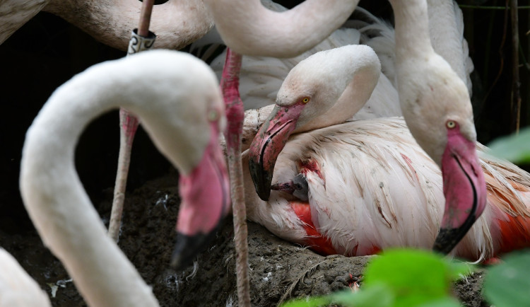 Olomoucká zoo má nové plameňáky. Mláďata se vylíhla po tříleté pauze