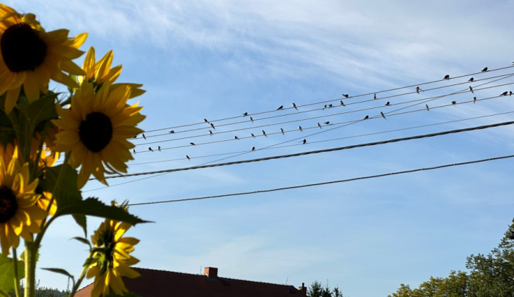 Na drátech se houfují vlaštovky a jiřičky