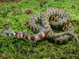 V Zoo Praha lze nově vidět užovky, které jsou jedovaté hned nadvakrát