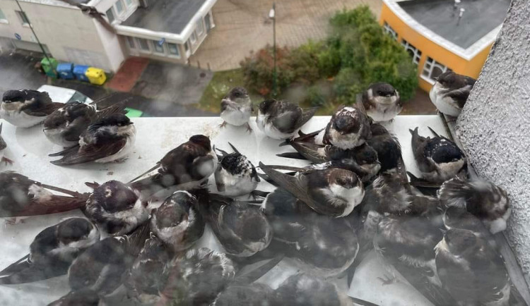 Kvůli povodním ve velkém hynou vlaštovky a jiřičky. Za teplem a suchem se uchylují do lidských příbytků