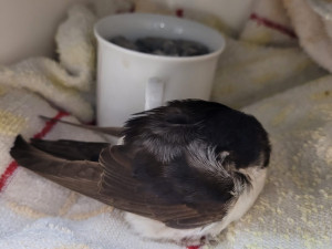 Sto jiřiček za jediný den. Pražská záchranná stanice má po deštích plné ruce práce s ptačími pacienty, prosí o pomoc