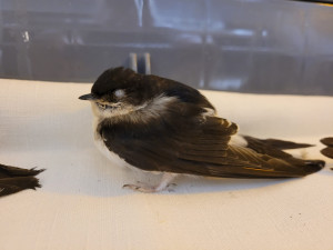 Sto jiřiček za jediný den. Pražská záchranná stanice má po deštích plné ruce práce s ptačími pacienty, prosí o pomoc