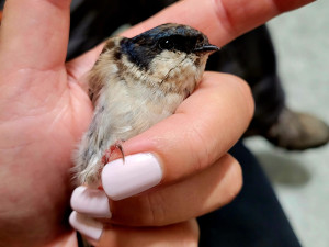 Sto jiřiček za jediný den. Pražská záchranná stanice má po deštích plné ruce práce s ptačími pacienty, prosí o pomoc