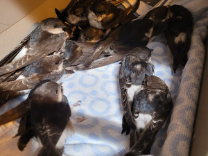 Sto jiřiček za jediný den. Pražská záchranná stanice má po deštích plné ruce práce s ptačími pacienty, prosí o pomoc