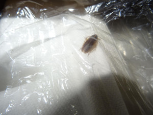 V restauraci v centru Prahy běhali švábi, neměla ani teplou vodu. Inspekce ji okamžitě zavřela