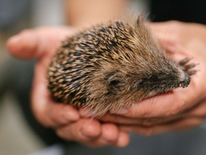 Velká voda ohrozila i ježky. Pražská záchranná stanice přijímá desítky prochladlých mláďat denně, potřebuje pro ně žrádlo a krabice