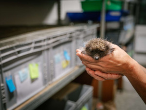 Velká voda ohrozila i ježky. Pražská záchranná stanice přijímá desítky prochladlých mláďat denně, potřebuje pro ně žrádlo a krabice