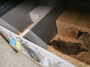 Velká voda ohrozila i ježky. Pražská záchranná stanice přijímá desítky prochladlých mláďat denně, potřebuje pro ně žrádlo a krabice