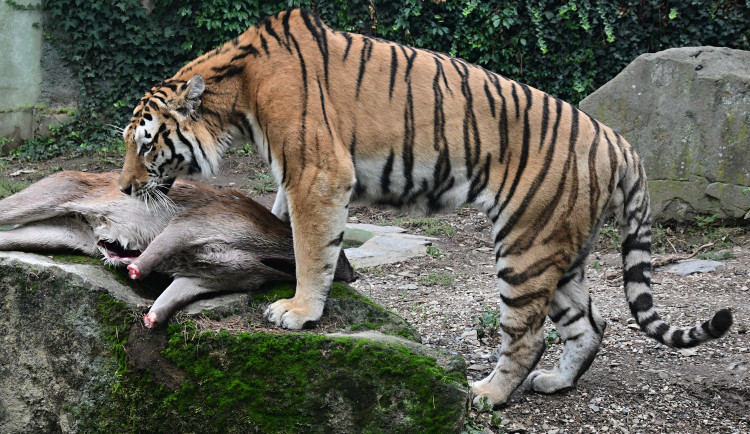 VIDEO: Jak se krmí dravé šelmy? Tygři v olomoucké zoo si poradili s celou laní