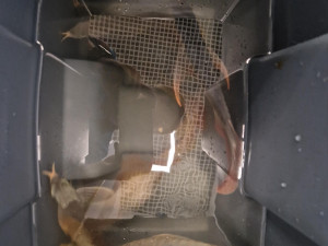 Cestující z Asie v kufru pašoval pět živých vzácných ryb za stovky tisíc. Přišli na něj ruzyňští celníci, případů odhalí desítky ročně