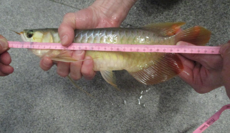 Cestující z Asie v kufru pašoval pět živých vzácných ryb za stovky tisíc. Přišli na něj ruzyňští celníci, případů odhalí desítky ročně