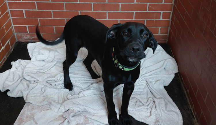 Psa vrátili majiteli, který ho bil.