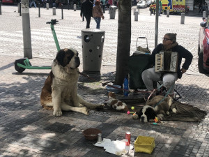 Praha zakáže pouliční vystoupení se zvířaty, cizince by za to mohli i vyhostit. Žebrání s nimi ale plošně zabránit nemůže